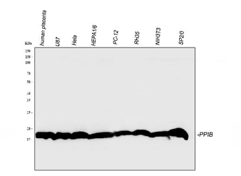 Anti-Cyclophilin B/PPIB Antibody