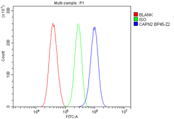Anti-Calpain 2/CAPN2 Antibody