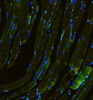 Anti-Laminin/Lamc1/Lamc2/Lamc3 Antibody