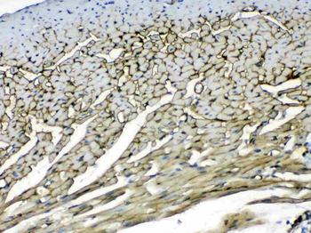 Anti-Laminin/Lamc1/Lamc2/Lamc3 Antibody
