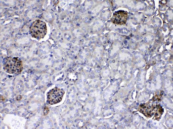 Anti-Laminin/Lamc1/Lamc2/Lamc3 Antibody