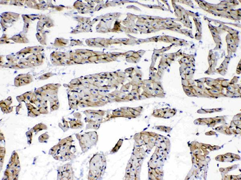 Anti-Laminin/Lamc1/Lamc2/Lamc3 Antibody