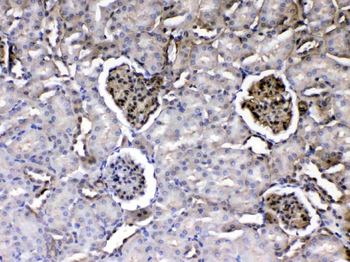 Anti-Laminin/Lamc1/Lamc2/Lamc3 Antibody