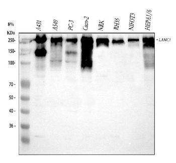 Anti-Laminin/Lamc1/Lamc2/Lamc3 Antibody
