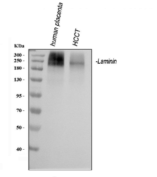 Anti-Laminin Antibody
