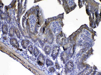 Anti-Cytochrome C/Cycs Antibody