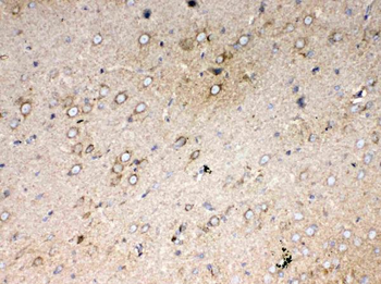 Anti-Cytochrome C/Cycs Antibody