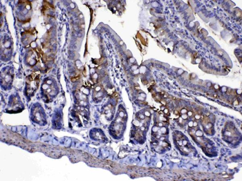 Anti-Cytochrome C/Cycs Antibody