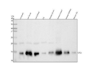 Anti-Cytochrome C/Cycs Antibody