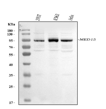 MED15 Antibody
