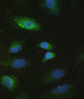 MMP10 Antibody