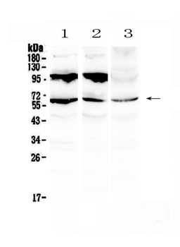 Perilipin A/PLIN1 Antibody