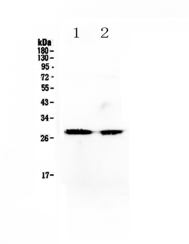 Myf5 Rabbit Polyclonal Antibody