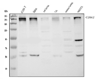CHD2 Antibody