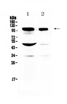 Anti-SAP102/DLG3 Antibody
