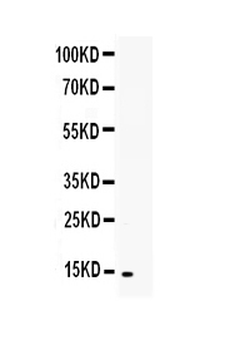 Anti-TNFSF18 Antibody