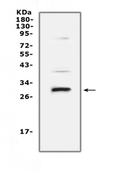 Anti-VEGFB Antibody