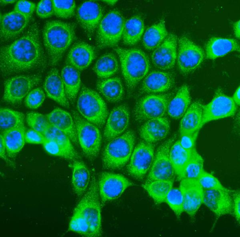Anti-COPE Antibody