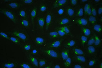 Anti-COPE Antibody