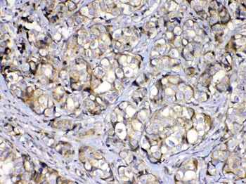 Anti-COPE Antibody