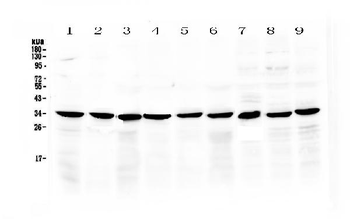 Anti-COPE Antibody