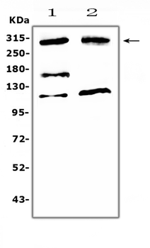 Anti-MED13 Antibody
