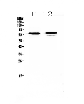 Anti-FZD3 Antibody