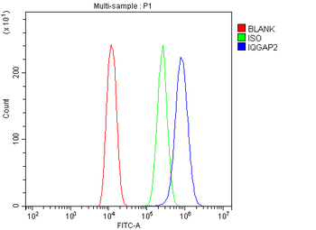Anti-IQGAP2 Antibody