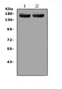 MED14 Rabbit Polyclonal Antibody