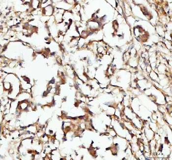 Anti-CP110/CCP110 Antibody
