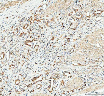 Anti-CP110/CCP110 Antibody
