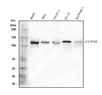 Anti-CP110/CCP110 Antibody