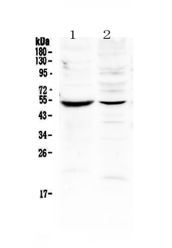 MMP16 Antibody