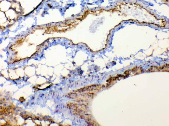 Anti-TSPAN12 Antibody