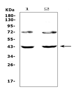 Anti-TSPAN12 Antibody