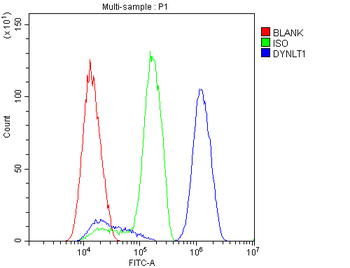 Anti-DYNLT1 Antibody