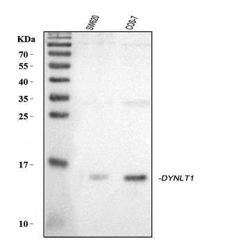 Anti-DYNLT1 Antibody