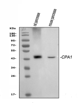 Carboxypeptidase A/CPA1 Rabbit Polyclonal Antibody