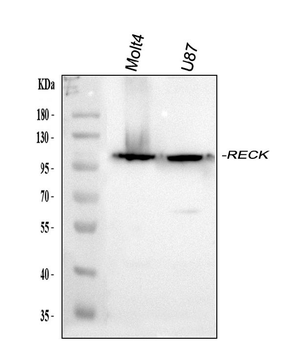 RECK Rabbit Polyclonal Antibody