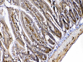 Anti-MED4 Antibody