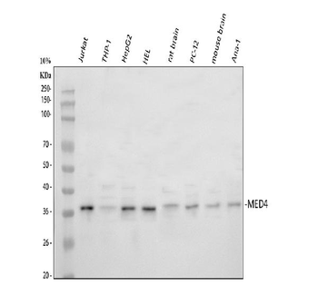 Anti-MED4 Antibody
