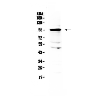 AMOTL2 Antibody