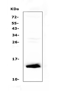 Anti-TFF2 Antibody