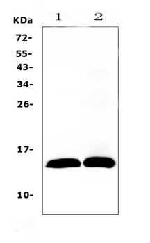 Anti-TFF2 Antibody