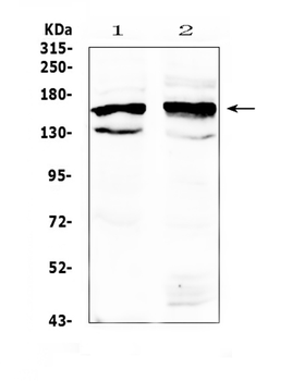 FMN1 Antibody
