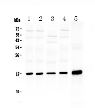 Anti-Hsp20/HSPB6 Antibody