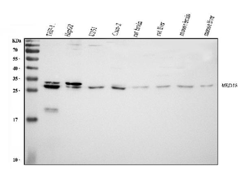 Anti-MED8 Antibody