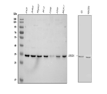 MED6 Rabbit Polyclonal Antibody
