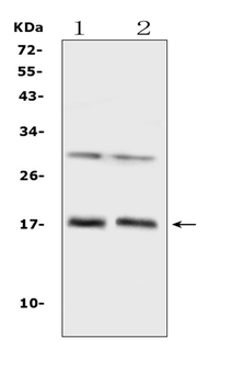 Anti-IL1F10 Antibody