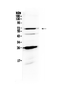 SLC7A3 Antibody